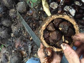 Liberation Foods Tesco brazil nuts