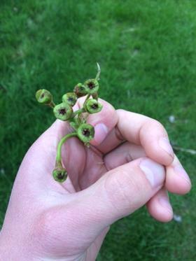 Frost damage on apple blossom