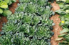 New award for world produce