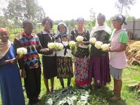 Roseland Ethiopia cauliflower harvest