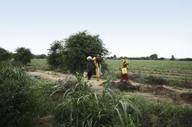 GEN India farm 3 sindhi female farm workers going at lunch break