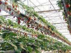 The NGS system on strawberries