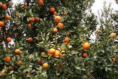 Israeli citrus growers could be affected by the boycott
