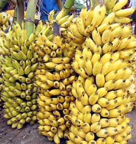 India banana