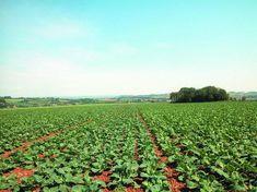 Sprout season debuts early