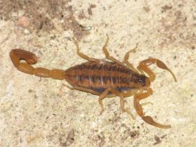 Scorpion Flickr