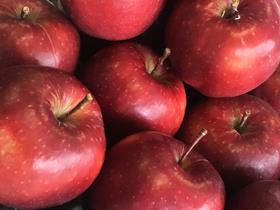 Red Prince apple