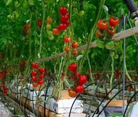 Saveol tomatoes