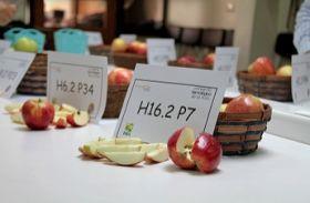 Chilean apple project