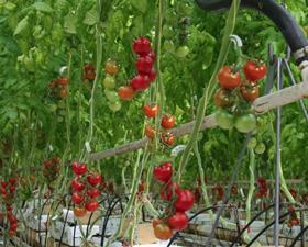 Greenhouse tomatoes