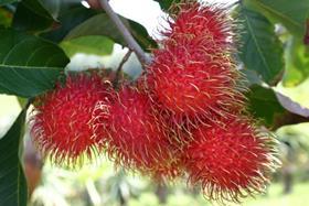 HLB Guatemalan rambutan