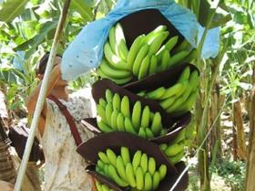 Costa Rica bananas