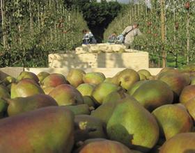 Pear picking UK Sweet Sensation AG Thames East Malling