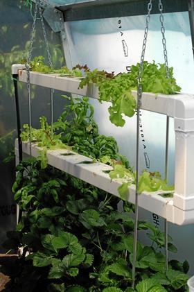 Hydroponic lettuce