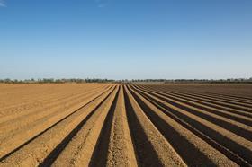 Potato ridges