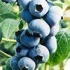 New blueberry research begins
