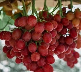 Giumarra Passion Fire red grapes Mexico