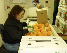 South African citrus inspected in US