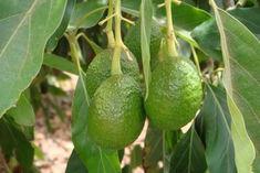 Chilean avocado exports to drop