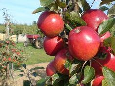 Rubens named tastiest apple