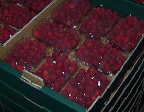 Genesis Fresh raspberries Poland