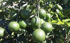 OTC Organics Colombian limes SPRING certification