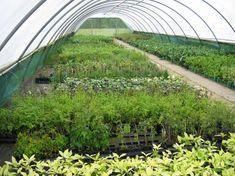 A Quintus glasshouse