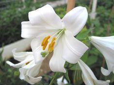 The Madonna lily should be able to capitalise on hailing from Israel at Easter