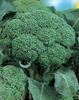 Broccoli may prevent heart disease
