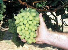 South African grape delay