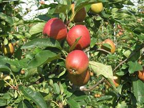 Harvesting Gala Apples