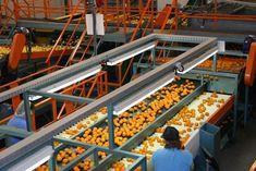 Mehadrin to become Israel's largest citrus exporter