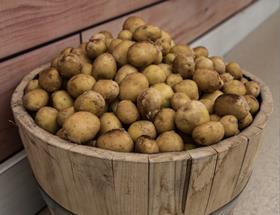 Ayrshire new potatoes