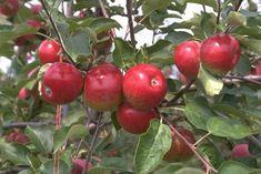 US apple crop drop