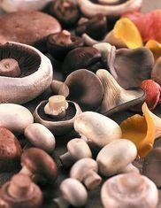 Food Standards Agency overturns mushroom ruling