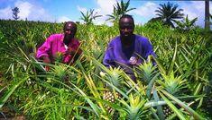 Ghanaian pineapples