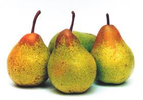 Rocha pears