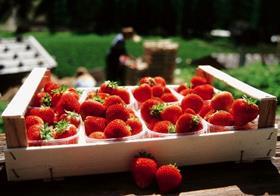 MEG strawberries Val Martello