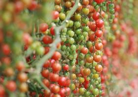 Moroccan tomatoes