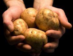 Weather blow unsettles European potato growers