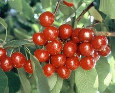 The Picota cherry benefitted from the Foods from Spain campaign