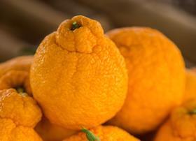 AU Sumo citrus madarin