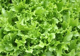 Val Nantais lettuce