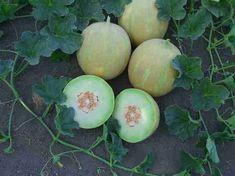 A zesty melon - new at Tesco