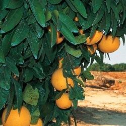 Israel citrus small