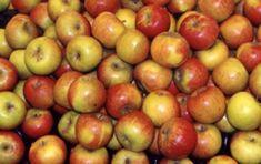 Innovation helps apple sales grow