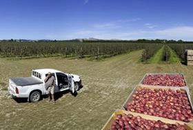 NZ Scales apple orchard