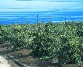 Israel avocados in nets