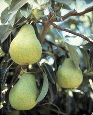 Late start for Argentine pears