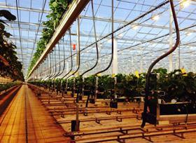 Driscolls assimilated light strawberry glasshouse